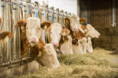 /album/fotogalerie-our-organic-farm/dsc-3491-jpg1/