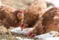 /album/fotogalerie-our-organic-farm/dsc-3916-jpg/