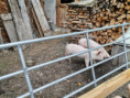 /album/fotogalerie-our-organic-farm/img-20220512-150029-jpg/